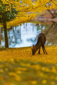 Mizutani chaya, nara park in nara, japan