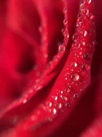 Close-up of red rose flower