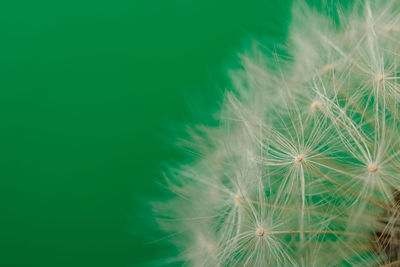 Close-up of dandelion on green leaf