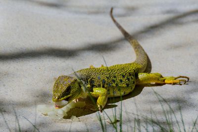 High angle view of insect on leaf