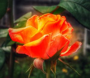 Close-up of orange rose