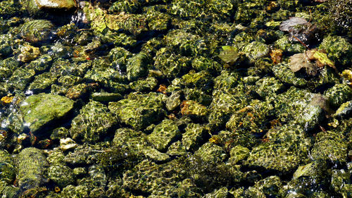 Close-up of moss growing on rocky surface