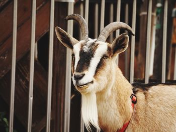 Close-up of goat