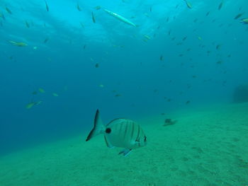 Fishes swimming in sea