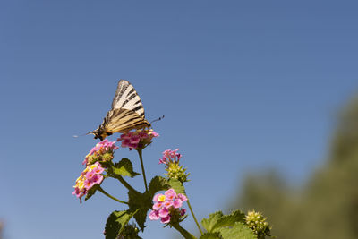 Close-up of butterfly pollinating on flower