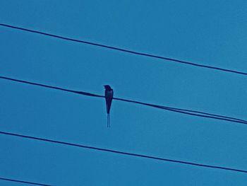 Low angle view of bird perching on cable against blue sky