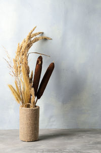 Close-up of potted plant on table against wall