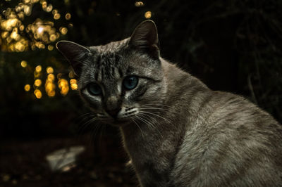 Close-up portrait of cat