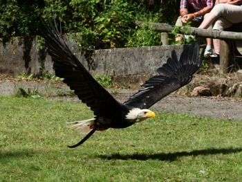 Close-up of a bird flying over field