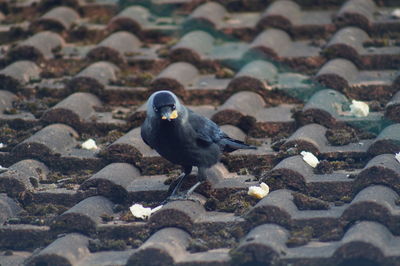 High angle view of bird perching on rock