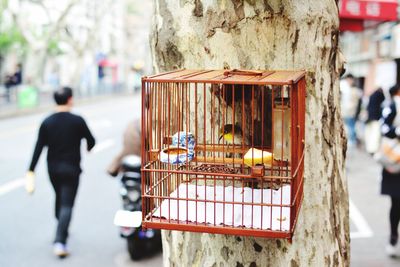 Bird in cage on tree trunk at city