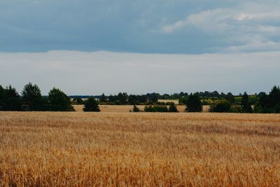 Clouds over the wheat field