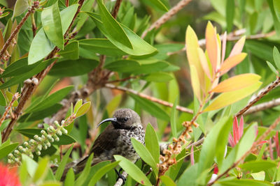 Female black sunbird in bottlebrush tree nectarinia amethystina