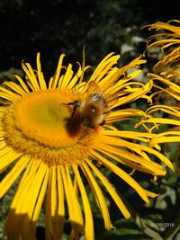 Close-up of honey bee on yellow flower