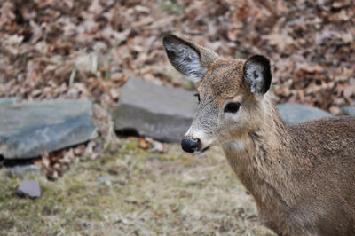 Side view portrait of a young whitetail deer in the woods of pennsylvania