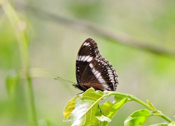 Close-up of butterfly on leaf