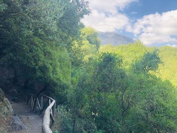 Scenic view of forest