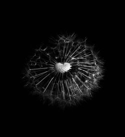 Close-up of dandelion against black background