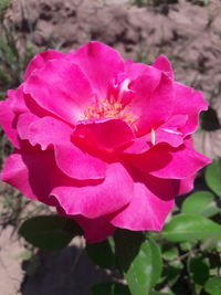 Close-up of pink flower blooming outdoors