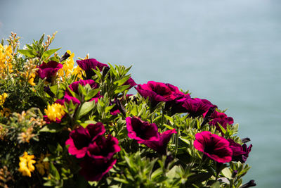 Close-up of pink flowering plants