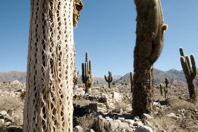 Close-up of tree trunk against clear blue sky