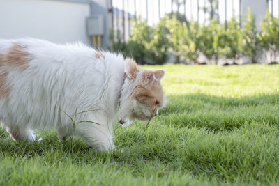 White cat lying on grass