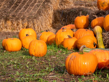 Pumpkins on field during autumn