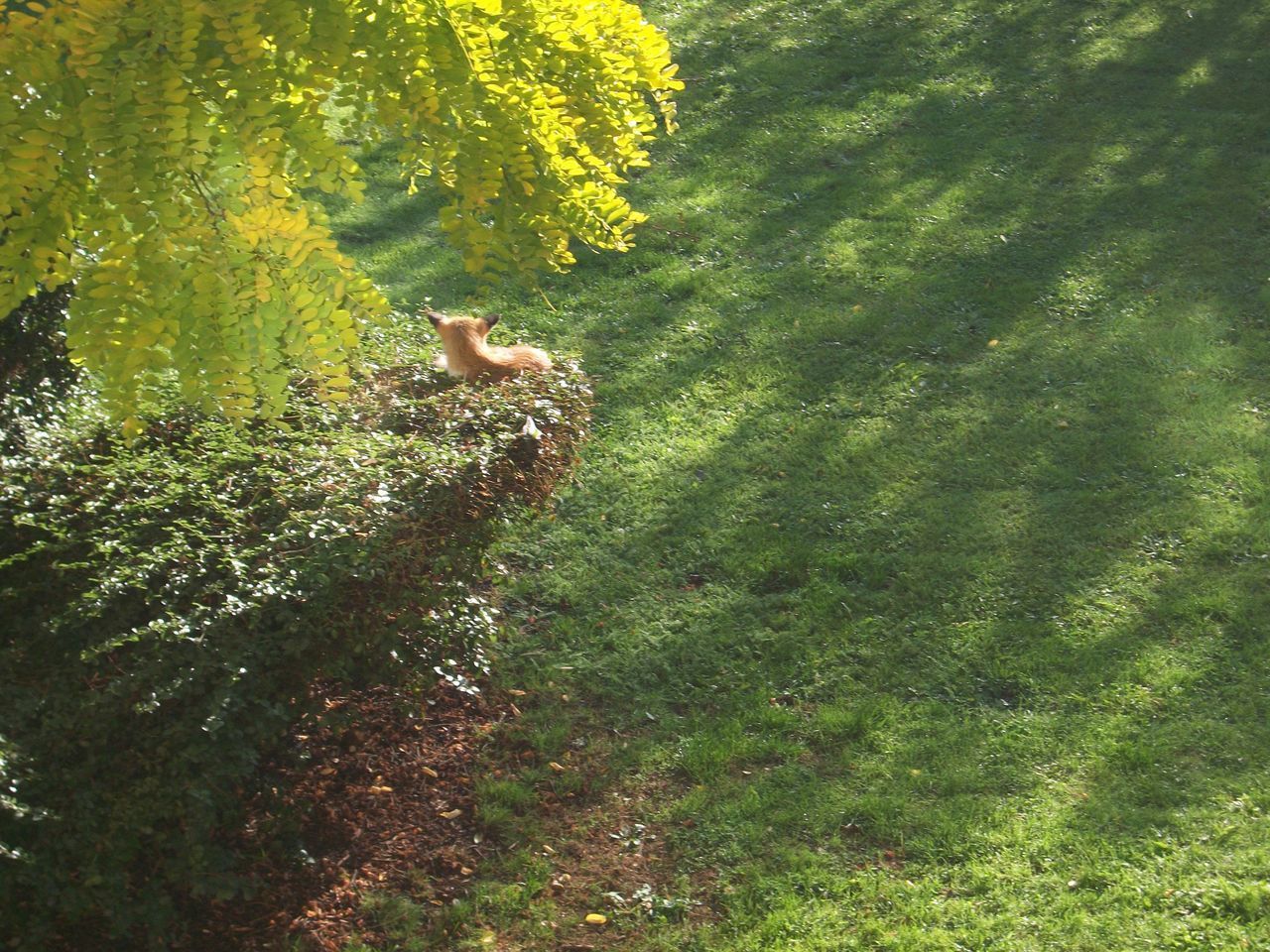 VIEW OF A FOREST