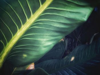 Close-up of green leaves