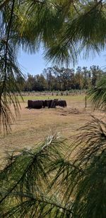 Hay bales on field against sky