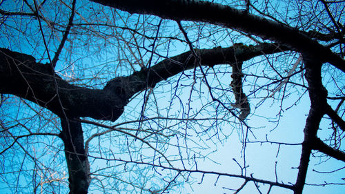 Low angle view of bare trees against blue sky