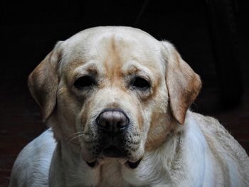 Close-up portrait of dog