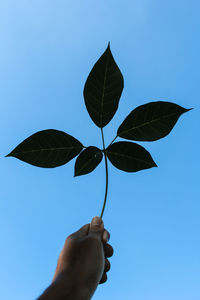 Low angle view of person holding leaves against clear blue sky