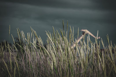 Close-up of stalks in field against sky