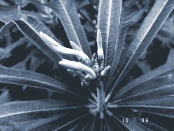 High angle view of hand holding plant