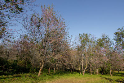 Trees in forest against clear sky