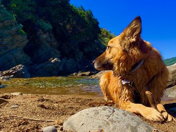 Dog looking away on rock