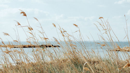 Close-up of wheat growing on field