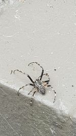 Close-up of spider on web