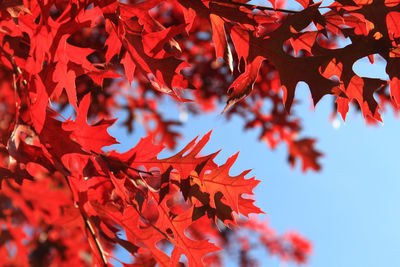 Close-up of maple leaves on tree