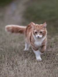 Portrait of cat lying on field