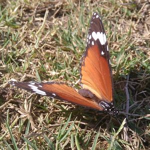 Close-up of butterfly on grass