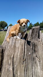 Dog looking away while standing on wood against sky