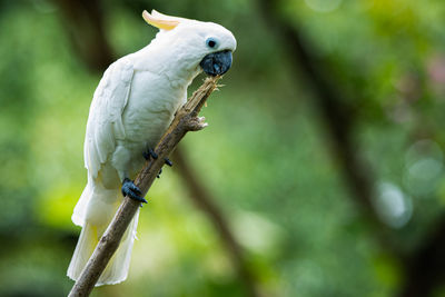 Close-up of parrot