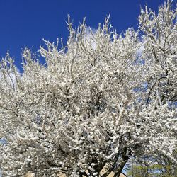 Low angle view of cherry blossom during winter