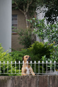 Portrait of dog standing by railing