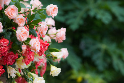 Close-up of pink flowering plant