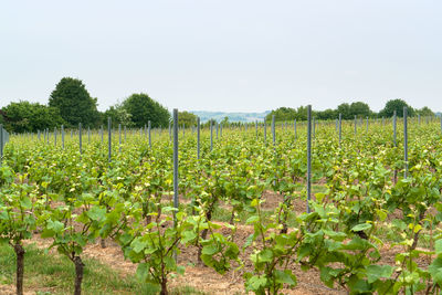 Scenic view of vineyard against sky