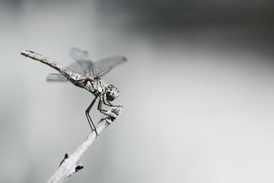 Close-up of dragonfly on twig