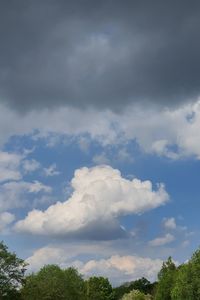 Low angle view of trees against sky